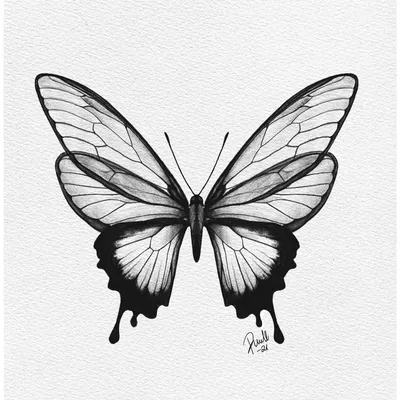 Бабочки | Пикабу