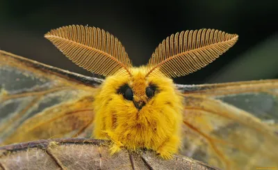Глаз ночной бабочки | С миру по нитке | Дзен
