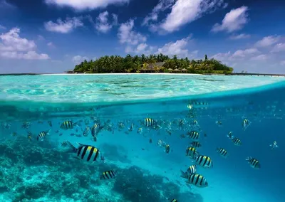 Отдых на Мальдивах. Все что нужно знать о Мальдивских островах: климат,  курорты, кухня, виза