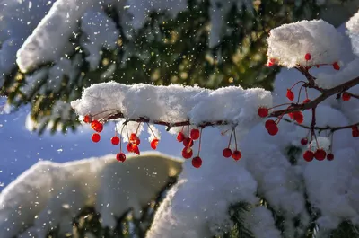ФУТАЖ СНЕГ СНЕГОВЫЕ ФУТАЖИ футаж падающий снег скачать. - video | Неоновая  живопись, Снегопад, Пейзажи
