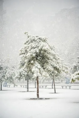 Фотографии падающего снега в дикой природе с соснами в снегу днем Фон И  картинка для бесплатной загрузки - Pngtree