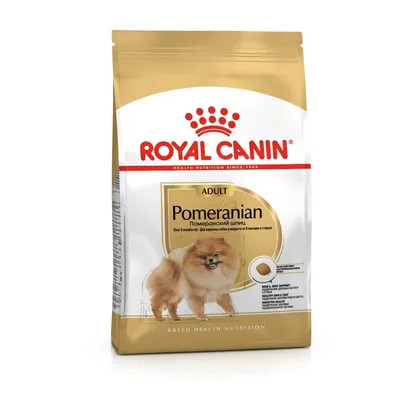 Померанский шпиц: фото, описание породы, характер | Royal Canin