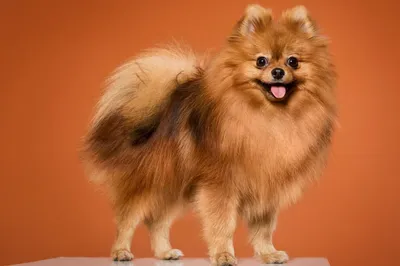 Royal Canin Pomeranian Adult сухой корм для собак породы померанский шпиц в  возрасте от 8 месяцев - 500 г - купить в Москве | КотМатрос