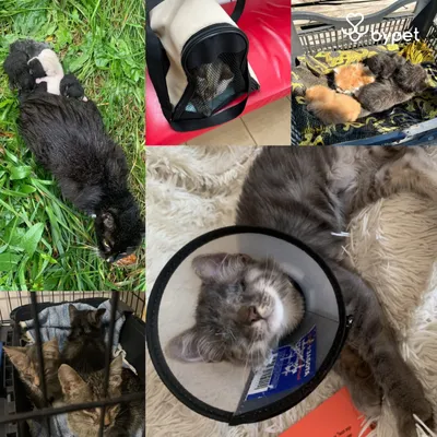 Хатико» - помощь животным (@hatikozoohelp) • Instagram photos and videos