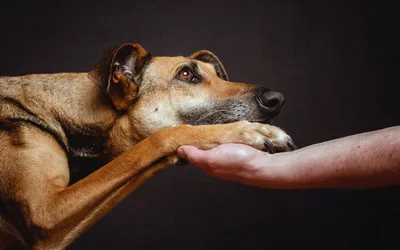 9 способов помочь бездомным животным