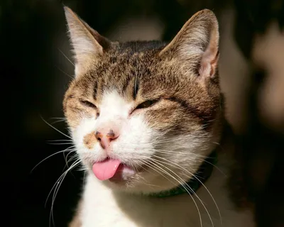 Фото смешных котов, сделанные в удачный момент | OBOZ.UA