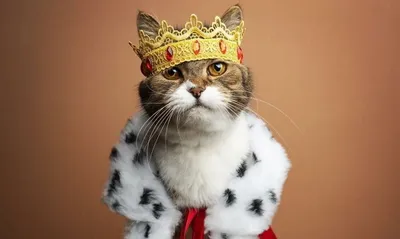 Подборка смешных котов 13 | Смешное видео о кошках, Смешные фото кошек,  Животные