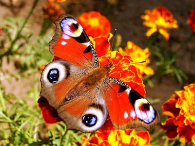 Природа Животные Цветок - Бесплатное фото на Pixabay - Pixabay