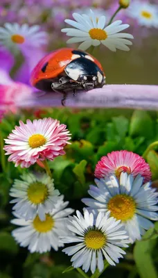 Pin by Kathleen on Animals /Birds/fish/insects | Nature pictures, Ladybug,  Spring images