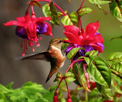 kolibri_96 - 💜 🌸 #Животные #цветы #природа #птицы #чудо... | Facebook