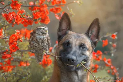 Обои на монитор | Животные | Животное, собака, пес, природа, цветы