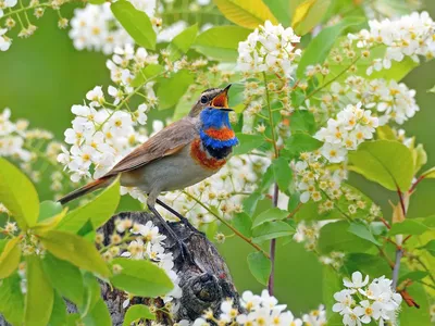 Скачать обои цветы, ветки, природа, птица, весна, сакура, цветение, раздел  животные в разрешении 2048x1371