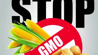 Исследование на наличие ГМО: сущность методики - лаборатория Веста