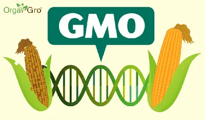 Пару слов о ГМО | Пикабу