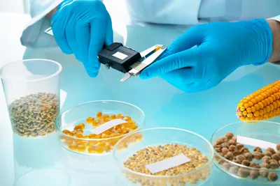 Почему ГМО не вредно: что говорит наука