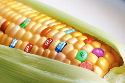 ГМО есть или не есть?