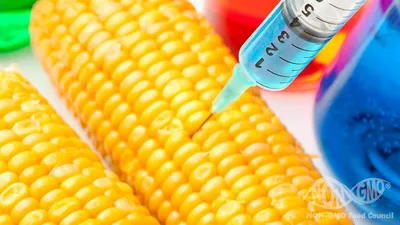Что такое продукты, не содержащие ГМО (НЕ ГМО)?