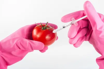 Специалист рассказывает серовчанам о последствиях употребления продуктов с  ГМО | Блоги | СеровГлобус.ру