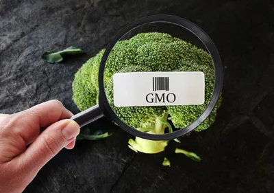ГМО – вред или польза генно-модифицированных организмов