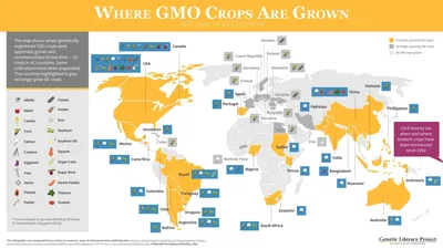 Заключение об отсутствии ГМО - ros-test.info