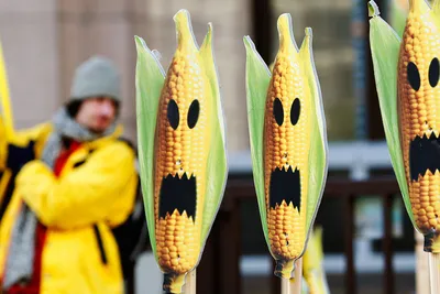 Опасны ли продукты с ГМО?