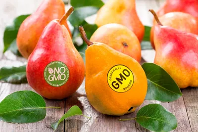 Россия избавится от импорта продуктов с ГМО - Российская газета
