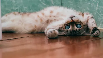 15+ смешных фотографий котиков, которые прогонят прочь все тревоги
