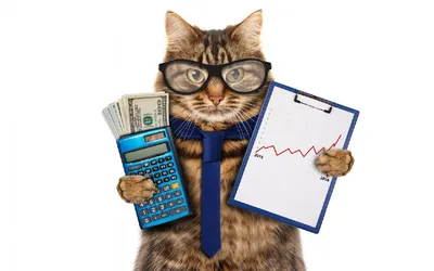 Приучаем к CRM смолоду» или «Что общего у котиков и менеджеров по продажам?»