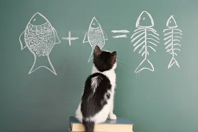 На каком уроке можно изучать котиков? На любом! - Научно-методический центр  \"Аксиома\"