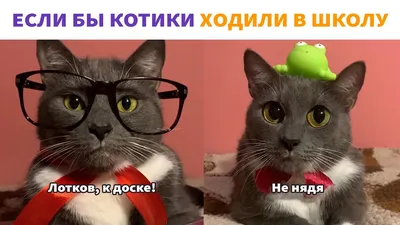 Особый рацион для кастрованих котиков 🐱🐾 | СТЕМАР Новости