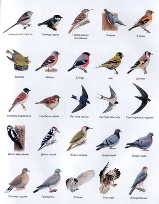 Червоні птахи: ТОП-20 види – фото, назви, опис