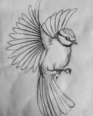Рисунки красивых птиц для срисовки - 40 фото