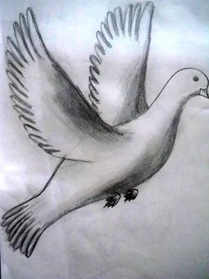 Рисунки птиц для срисовки 9 мая (36 шт)
