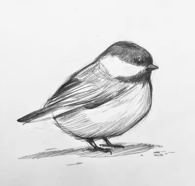 Рисунки для срисовки 2 птицы (34 шт)