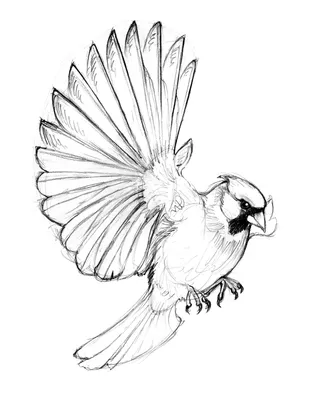 Рисунки жар-птицы для срисовки (68 фото)