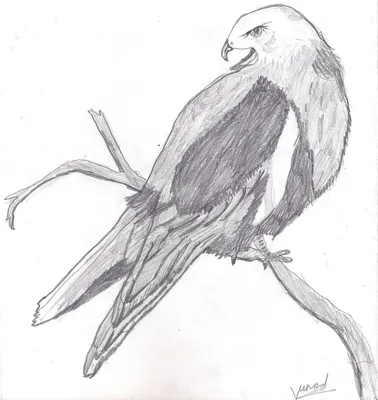 Бердвотчинг. Рисование птиц. Мастер-класс Fox Owl / enterclass.com