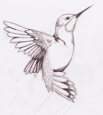 Легкие рисунки птиц - 66 фото