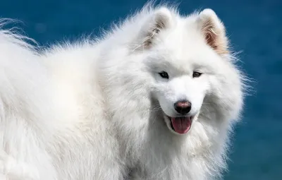 Уход за шерстью маленьких пушистых собак: той-пуделей, мальтезе,  йоркширских терьеров - Питомцы Mail.ru
