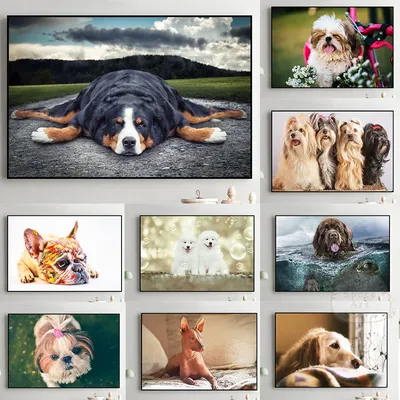 Красивые изображения самоедов: для любителей пушистых собак | Самоедская  собака Фото №84688 скачать