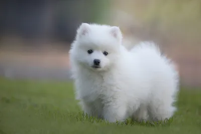 Порода белых пушистых собак (72 фото) - картинки sobakovod.club