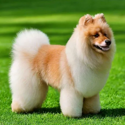 Маленькая рыжая пушистая собака Stock Photo | Adobe Stock