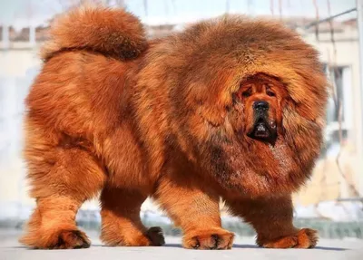 Топ-5: Самые огромные породы собак. | Hot Dog | Дзен