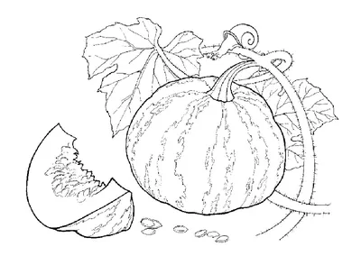 Книжка-раскраска, овощи, турнепс Иллюстрация вектора - иллюстрации  насчитывающей цвет, природа: 85474111
