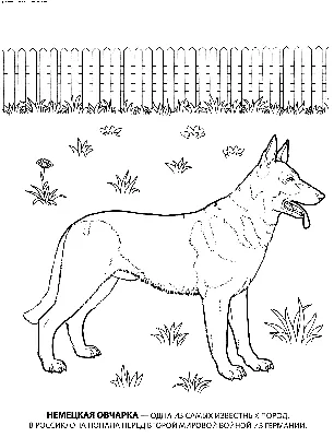 Иллюстрация шаржа смешной собаки для книжка-раскраски Иллюстрация вектора -  иллюстрации насчитывающей собач, сидите: 61938981