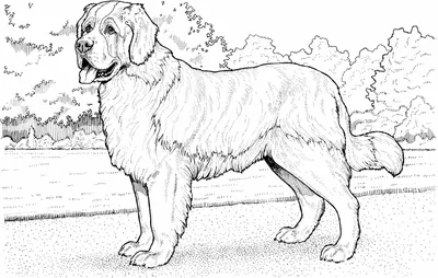 Puppy coloring pages, Strawberry shortcake coloring pages, Dog coloring page