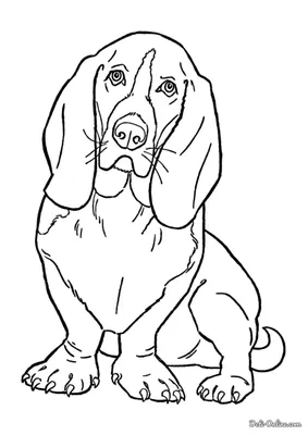 Раскраски собаки для 9 лет (50 фото) » рисунки для срисовки на Газ-квас.ком