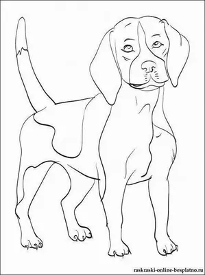 Раскраска Лабрадор | Раскраски собак, рисунки собак, картинки собак