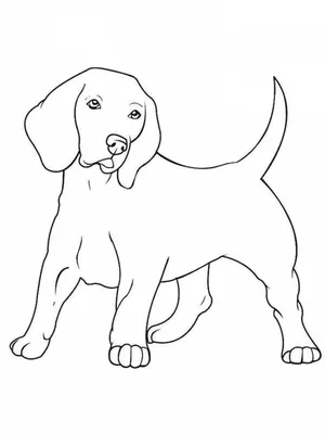 Вектор книжка-раскраски собаки таксы стиля Steampunk Иллюстрация вектора -  иллюстрации насчитывающей украшение, линии: 80128001