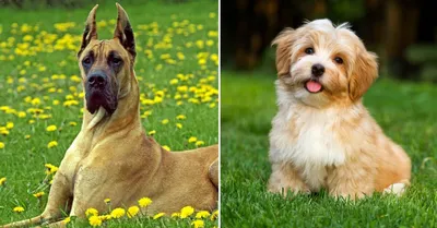 Новые породы собак с названиями, фотографиями и описанием – ТОП-20