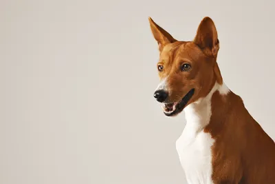Рейтинг пород собак для людей с аллергией на собачью шерсть